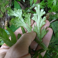 Selaginella doederleinii