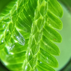 Selaginella doederleinii