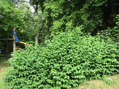 Cornus sanguinea australis