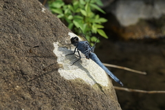 Orthetrum melania melania