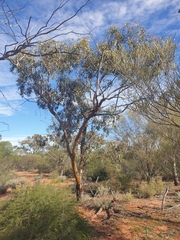 Eucalyptus loxophleba supralaevis