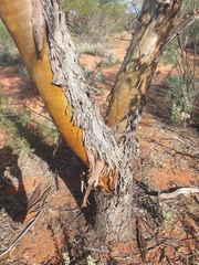 Eucalyptus loxophleba supralaevis