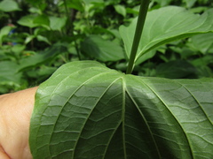 Cornus sanguinea australis