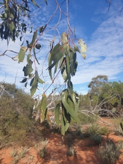Eucalyptus loxophleba supralaevis
