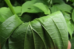 Cornus sanguinea australis