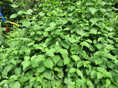 Cornus sanguinea australis