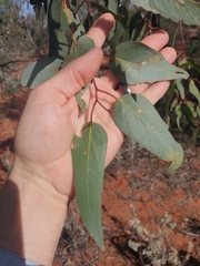 Eucalyptus loxophleba supralaevis