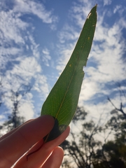 Eucalyptus loxophleba supralaevis