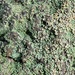 Thysanothecium hookeri - Photo (c) Loxley Fedec, algunos derechos reservados (CC BY-NC), subido por Loxley Fedec