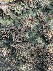 Thysanothecium hookeri