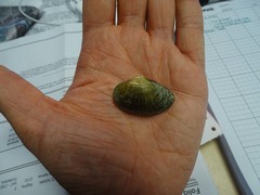 Truncilla donaciformis