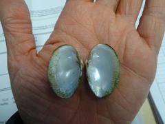 Truncilla donaciformis