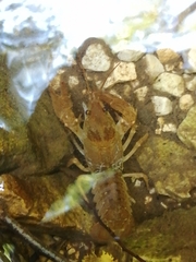 Austropotamobius pallipes