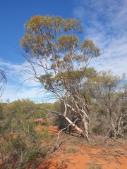 Eucalyptus rigidula rigidula