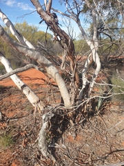 Eucalyptus rigidula rigidula