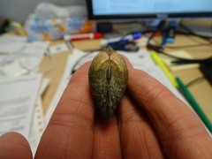 Truncilla donaciformis