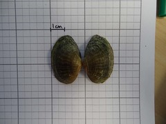 Truncilla donaciformis