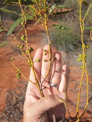 Eucalyptus rigidula rigidula