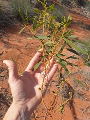 Eucalyptus rigidula rigidula