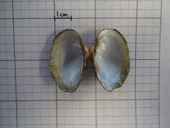 Truncilla donaciformis