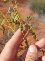 Eucalyptus rigidula rigidula
