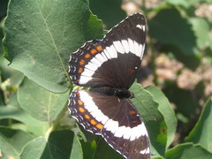 Limenitis arthemis rubrofasciata