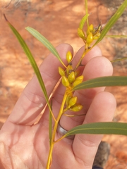 Eucalyptus rigidula rigidula