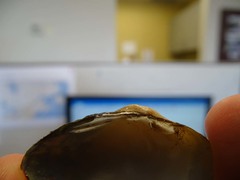 Truncilla donaciformis