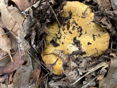Cortinarius sinapicolor