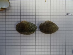 Truncilla donaciformis