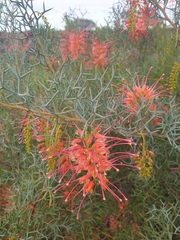 Grevillea dielsiana