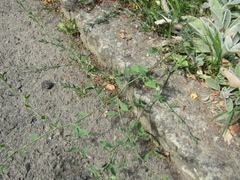 Polygonum aviculare aviculare