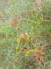 Grevillea dielsiana