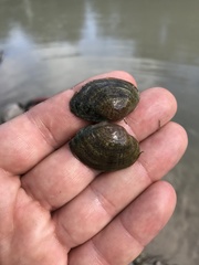 Truncilla donaciformis