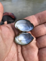 Truncilla donaciformis