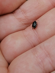 Legnotus limbosus