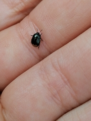 Legnotus limbosus