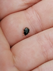 Legnotus limbosus