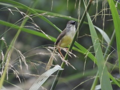 Prinia flaviventris