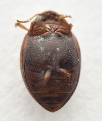 Hygrotus inaequalis