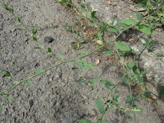Polygonum aviculare aviculare