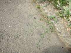 Polygonum aviculare aviculare
