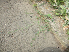 Polygonum aviculare aviculare