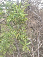 Santalum spicatum