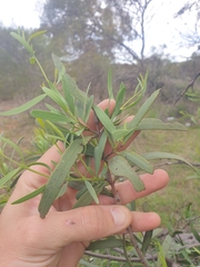 Santalum spicatum