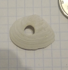 Haematopus ostralegus