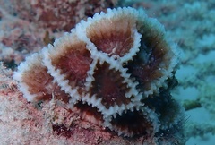 Paramontastraea peresi