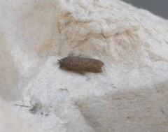 Bryotropha terrella