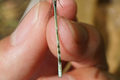 Paracercion hieroglyphicum