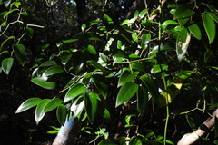 Smilax corbularia